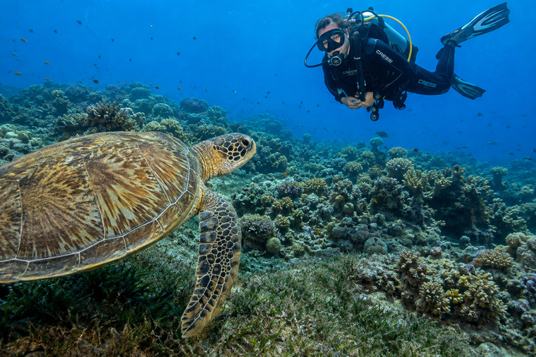 Marsa Alam: Marsa Egla 2-Guided Shore Dives with Pickup