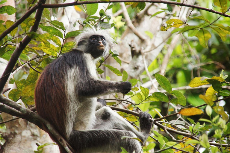 ZANZIBAR: Jozani Forest &amp; Prison Island Day Tour