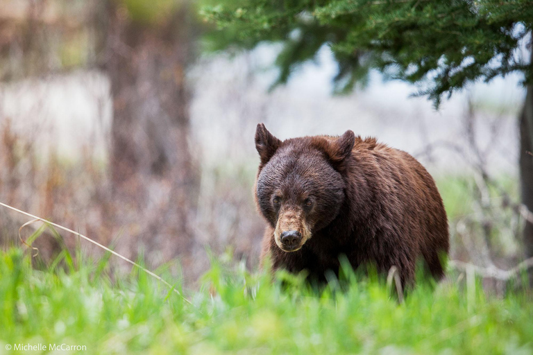 Yellowstone Tours from Jackson Hole | Wildlife & Scenic