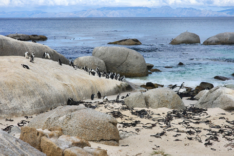 Kaapstad:Zwemmen met pinguïns Boulders Beach kaap punt