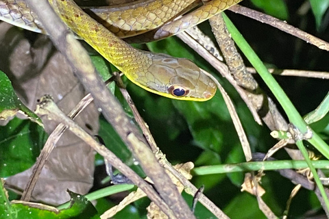 Manuel Antonio: Tour nocturno con guía naturalista.Tour nocturno con guía naturalista (transporte incluido)