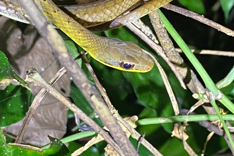 Manuel Antonio: Tour noturno com um guia de turismo naturalista.Tour noturno com um guia de turismo naturalista (transporte incluído)