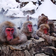 Nagano: Snow Monkey Park, Soba Lunch, and Shibu Onsen Tour