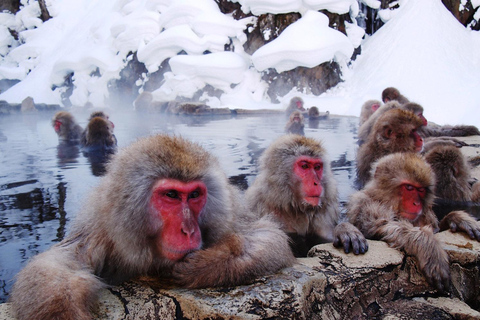 Nagano: Snow Monkey Park, Soba Lunch, and Shibu Onsen Tour Snow Monkey Park, Soba Lunch and Shibu Onsen Tour