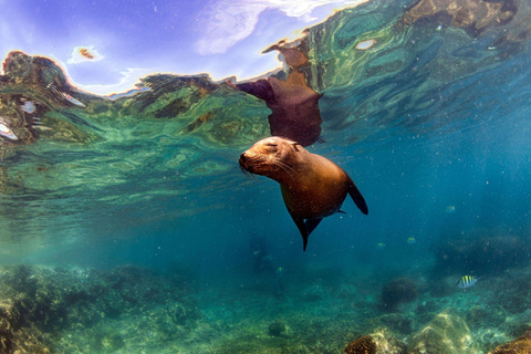 Isabela Island: Concha Perla Snorkeling Experience