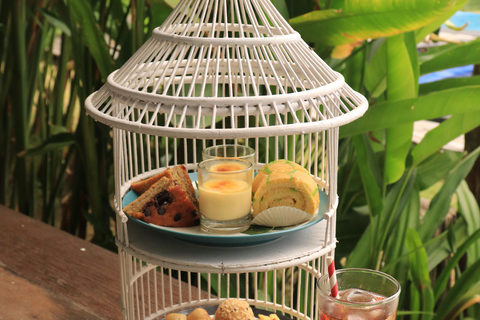 Bali: "Odkrywca" spotyka się z delfinami przy herbacie