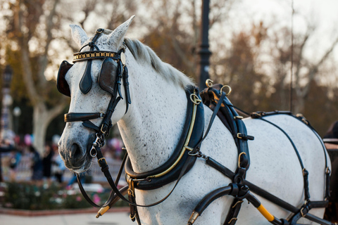 NYC Private Central Park Horse Carriage Ride with Guide NYC VIP Christmas Light Horse Carriage Ride