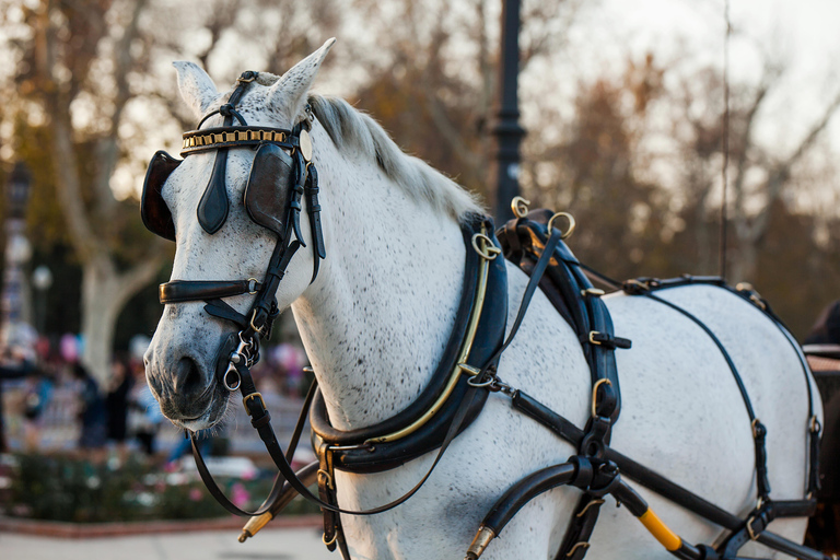 NYC Private Central Park Horse Carriage Ride with Guide NYC VIP Christmas Light Horse Carriage Ride