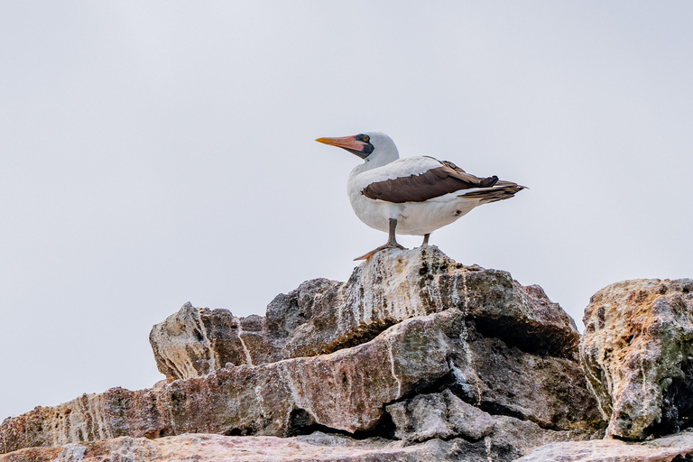 Explore the Cabo Rosa Tunnels on Isabela: snorkeling, wildlife and scenery