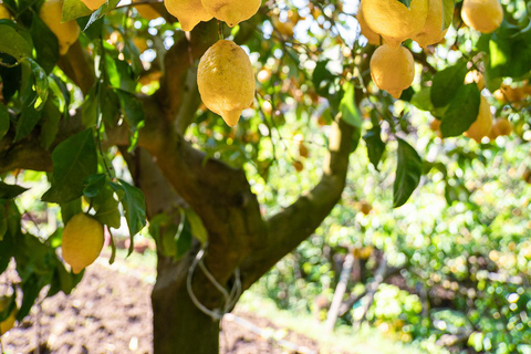 Sorrento: Lemons grove, Farm Tour&Tasting and Pizza Class Sorrento Coast: Enogastronomic Tour with Show & Tasting