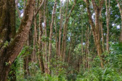 ZANZIBAR: tour della fattoria delle spezie, foresta di Jozani e ristorante RockTour privato, nessun trasferimento incluso
