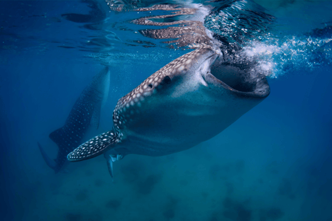 Cebu: Oslob Whale Sharks, Tumalog Falls & Monkey Sanctuary Oslob Whale Sharks, Tumalog Falls & Monkeys – Small Group