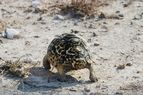 Windhoek: 3-Day Guided Safari in Etosha with Lodge