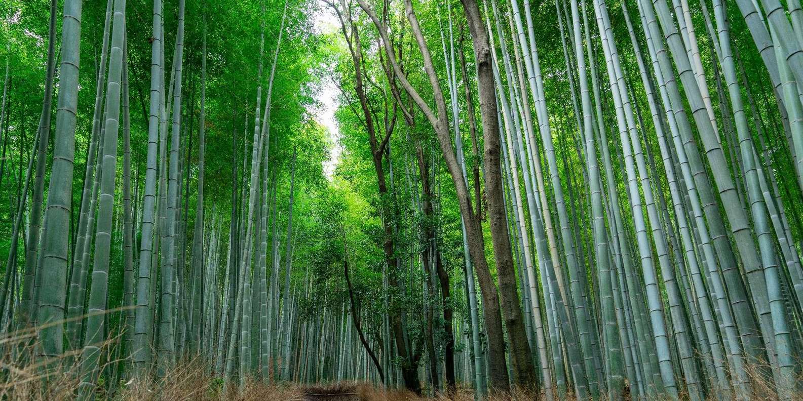 Kyoto experience — temples, geisha, bamboo grove — image 22