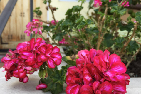 Discover Santa Monica’s Hidden Stairways & Canyon Paths