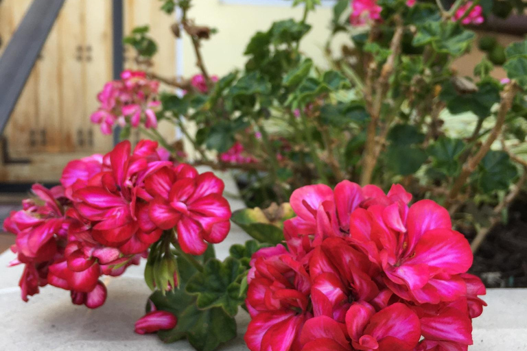 Discover Santa Monica’s Hidden Stairways & Canyon Paths