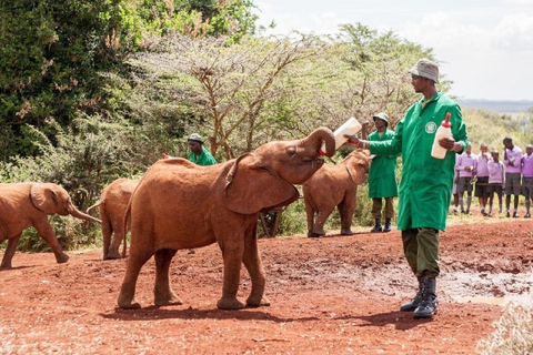 Nairobi: Giraffe Centre and Elephant Orphanage Giraffe Centre and Elephant Orphanage with entry fee