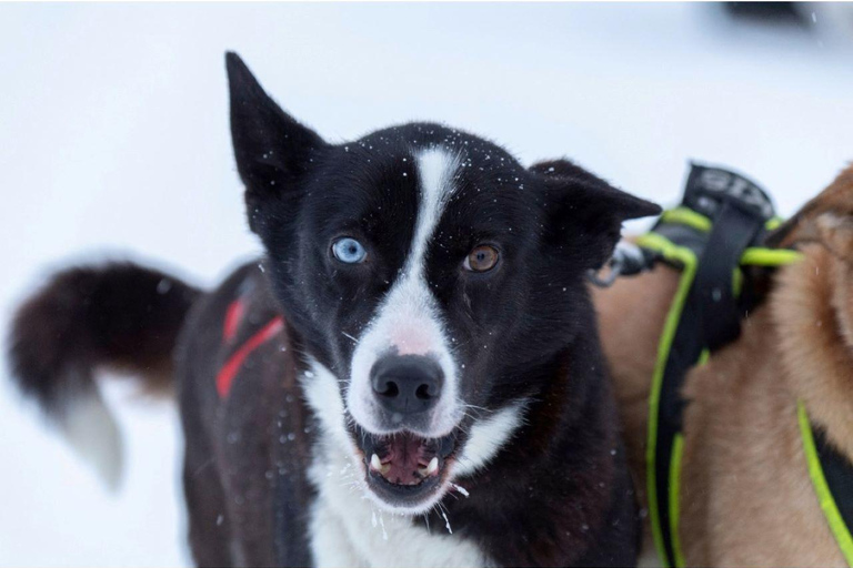 Sirkka: 1,5 km familjevänlig Husky-slädåkning