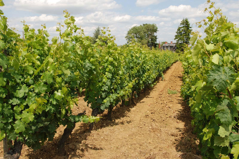 Tour della Valle della Loira e degustazione di vini Vouvray, Chinon, BourgueilTour privato del vino senza pranzo