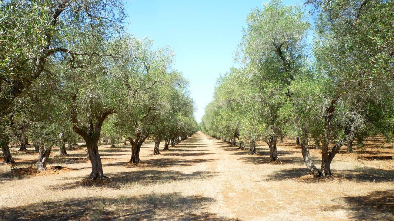 Lecce: Exklusive Tour nach Maglie und in die Landschaft des Salento