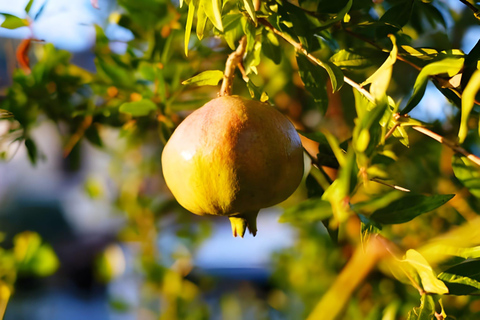 Amalfi: Milk the cows, Make Pasta, Mozzarella and Tiramisù! Private Cooking Class