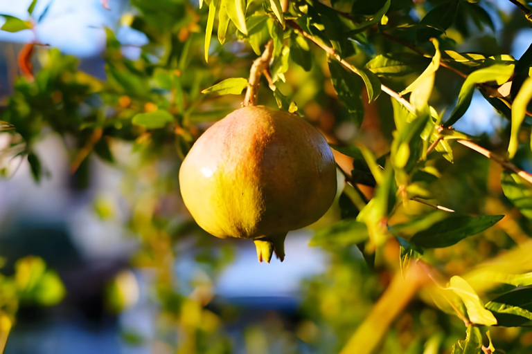 Amalfi: Milk the cows, Make Pasta, Mozzarella and Tiramisù! Private Cooking Class