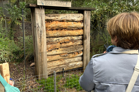 De Adelaide: Acaricie um coala e faça um passeio histórico por Hahndorf