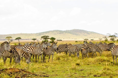 Safari de 3 días en camping por Tanzania