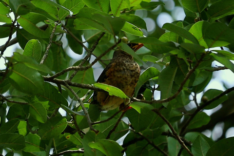 From Nairobi: Ondiri Wetland Guided Walking Tour