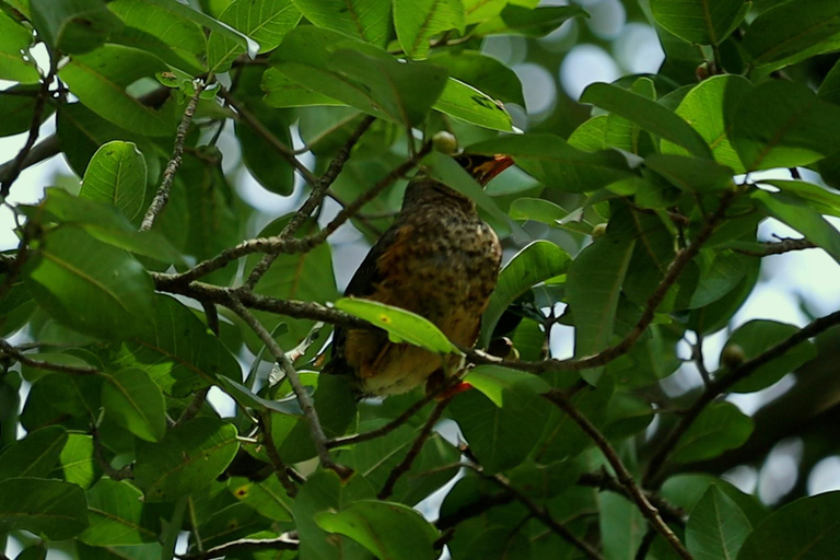 From Nairobi: Ondiri Wetland Guided Walking Tour