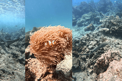 Phi Phi Islands: Shark Snorkeling Phi Phi Islands: PRIVATE VIP Shark Snorkeling - 4h