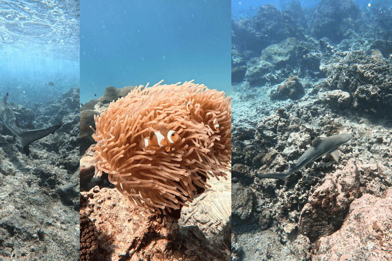 Phi Phi Islands: Shark Snorkeling Phi Phi Islands: PRIVATE VIP Shark Snorkeling - 4h