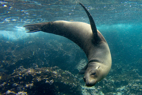 From Santa Cruz: Floreana, Enderby, and Punta Cormorant Tour