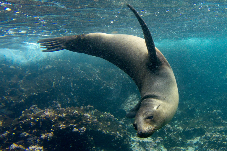 From Santa Cruz: Floreana, Enderby, and Punta Cormorant Tour