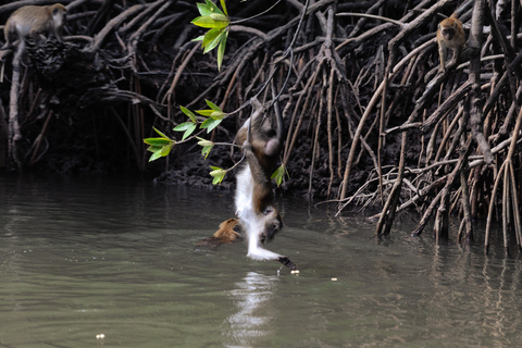 Langkawi: Kilim Geoforest Park Mangrove Boat Tour - 3 Hour