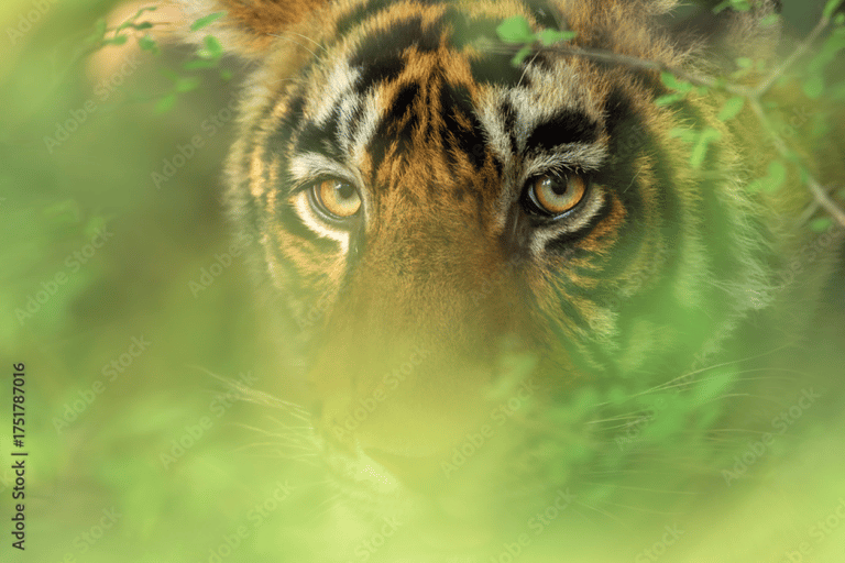 3 天王国野生动物之旅：吉尔自然之旅，古吉拉特的骄傲3 天王国野生动物之旅：吉尔自然之旅，古吉拉特之骄