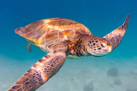 Muscat - Vivez une aventure inoubliable de plongée à deux bouteilles