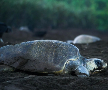 Tortuguero: Kvällstur med sköldpaddsboning