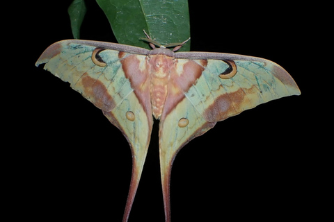 Jungle Night Tour : Finding Snakes and Night Species Jungle Night Tour : Finding Snake and night species