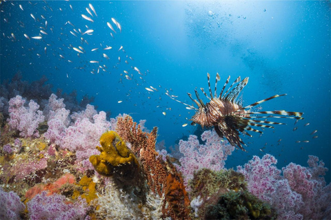 Phuket: Similan Islands Speedboat Tour with Lunch