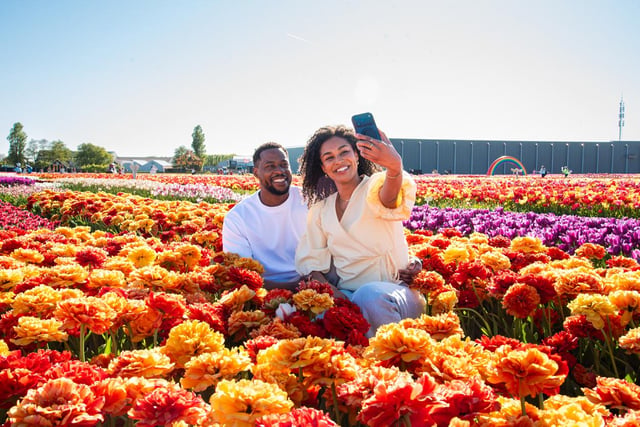 Lisse: Entrada para la Tulip Experience con jardín y museo de tulipanes