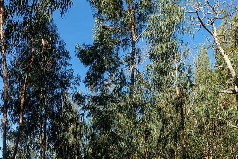 Madeira: Levada Paradise Valley Scenic Walk Pickup Machico, Santa Cruz