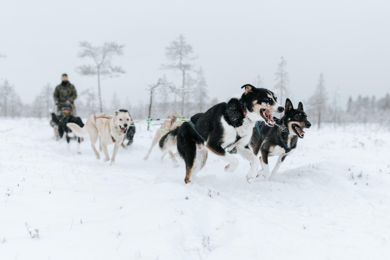 Rovaniemi: Santa Claus Village, Husky & Reindeer Tour