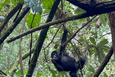 Excursão de 1 dia ao Gorila do Uganda com partida de Kigali, Ruanda