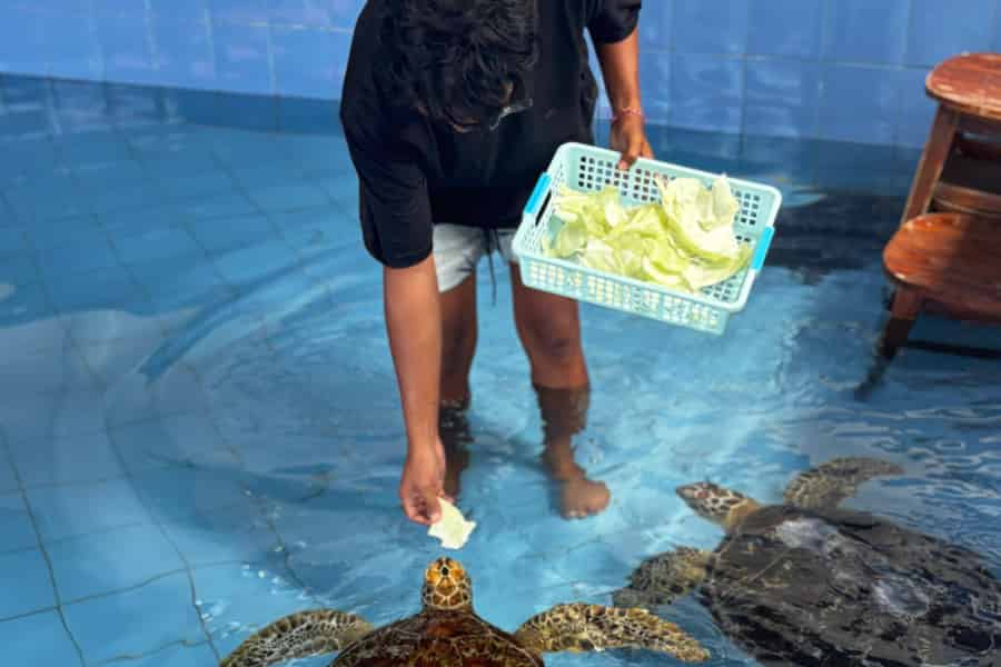 Bali: Schildkrötenschutz & Inseltour. Foto: GetYourGuide Bali: Schildkrötenschutz & Inseltour. Foto: GetYourGuide