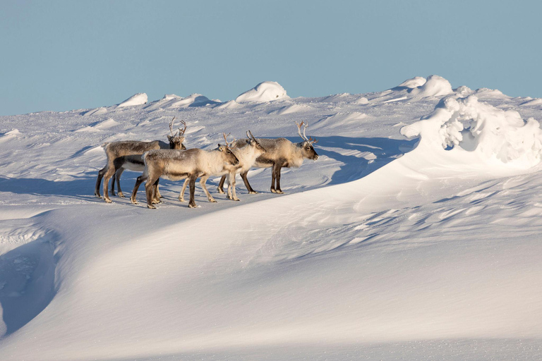 Winter Snowshoeing in the Finnish Wilderness