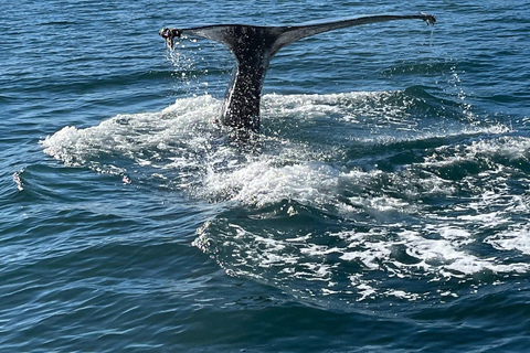Hauganes: Observação de baleias no Norte da Islândia