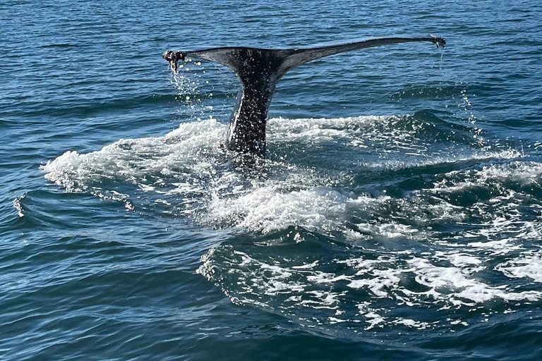 Hauganes: Observação de baleias no Norte da Islândia
