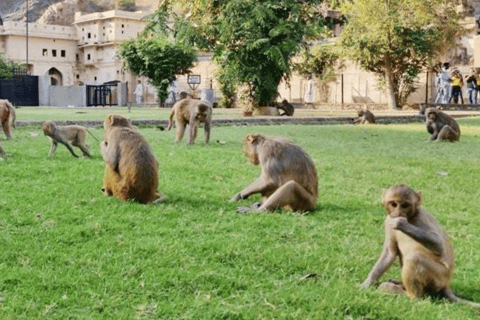 Jaipur: Sightseeingtour mit Galtaji-Tempel (Affentempel)Tour mit Privatwagen, Fahrer und Guide