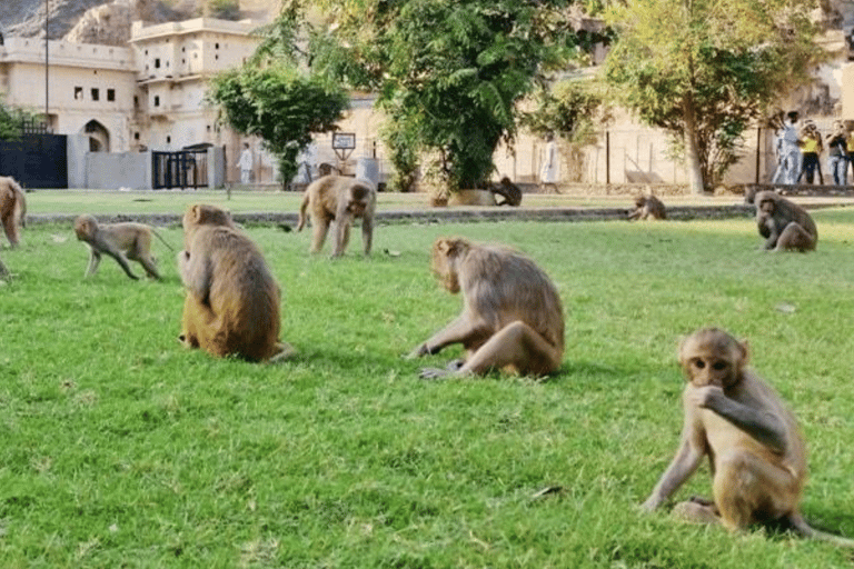 Jaipur: Sightseeing Tour with Galtaji Temple (Monkey Temple) Tour with Private Car, Driver & Guide